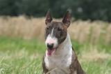 BULL TERRIER MINIATURE 016